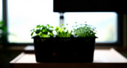 12 Best Premium Indoor Herb Garden in 2026
